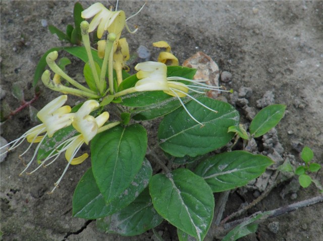 Lonicera